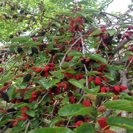 Ξενοδοχείο Sekerbahce